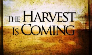 The harvest is coming