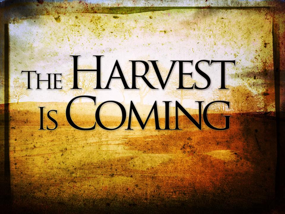 The harvest is coming